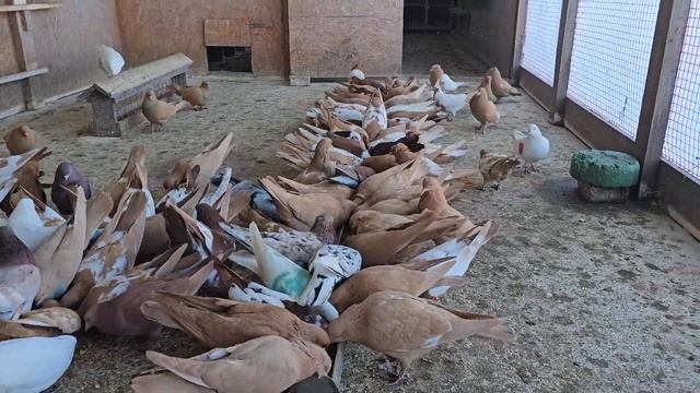 После работы к голубям они ждут смотреть онлайн