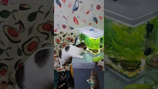 Котэ аквариумист смотреть онлайн