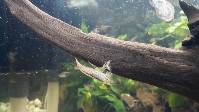 Hillstream Loach:Sewellia,Gastromyzon and bamboo shrimpd смотреть онлайн