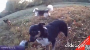 подарите мне собаку барабаку