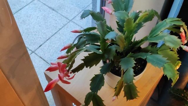 Декабрист оказался рождественником ☺️ Кактус и ёлка