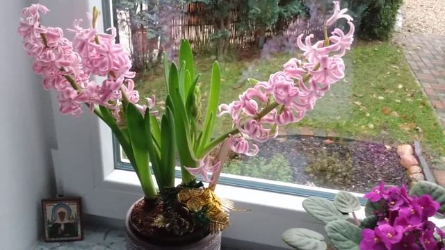 Гиацинт, комнатный или садовый цветок?