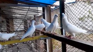 Почтовые голуби -