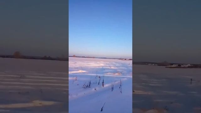 С днём ездовых собак!! смотреть онлайн