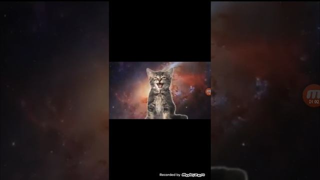 Песня котят 🐈🐱🐱🐆