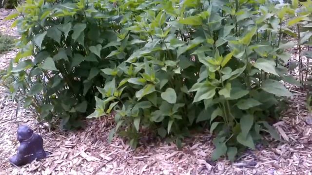 Temperate Permaculture Forest Garden Tour смотреть онлайн