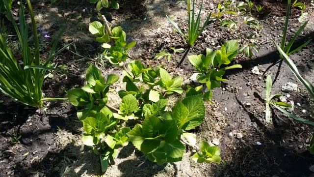 Камассия. Очень эффектный цветок в нашем саду.