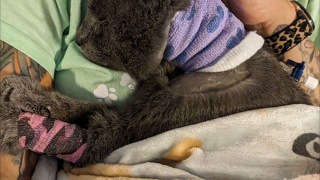 Er hat den Albtraum überlebt! Arme obdachlose Katze, auf die geschossen wurde... смотреть онлайн