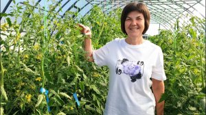 #8 Обзор Минусинских и крупноплодных сортов в теплице. Уход за загущенными посадками. 15.06.24