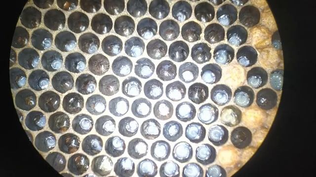 Прививка личинок пчеломаток Бакфаст смотреть онлайн