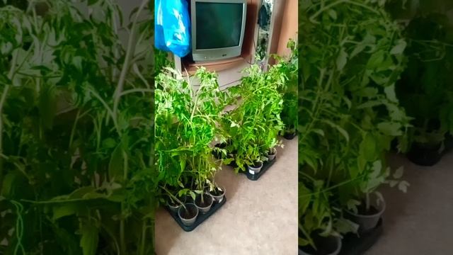 Как повезём томаты на дачу😉🍅🍅 смотреть онлайн
