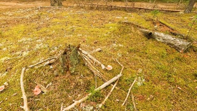 Тайны Марьинского бора