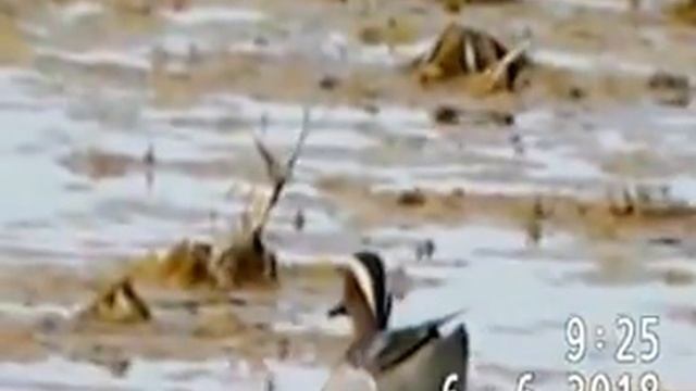 ЧИРКИ-ТРЕСКУНКИ смотреть онлайн