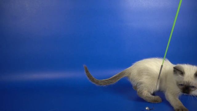 THA n33 girl Sally Gamlet, 2 months old, http://www.thaigamlet.ru/ смотреть онлайн