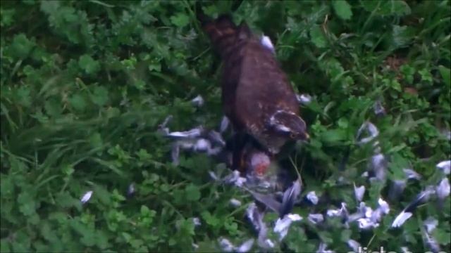 Cold-Blooded Hunter Smashing His Prey at Backyard(Eurasian Sparrowhawk) смотреть онлайн