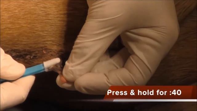 Animal Skin Tag Treatment with Cool Renewal Cryosurgical System