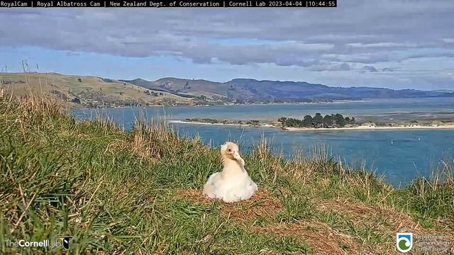 (04.04.2023) Альбатрос. Взвешивание - Albatross. Weighing смотреть онлайн