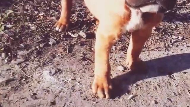 ГРОЗНАЯ СОБАКА смотреть онлайн