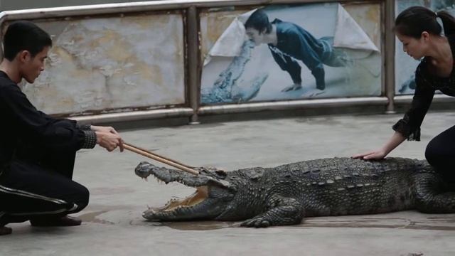 Crocodile show at Ha Long смотреть онлайн