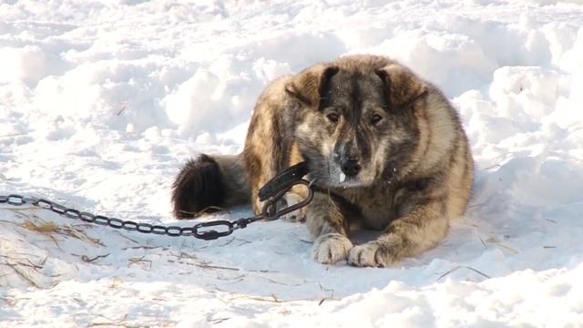 «Ко мне!»  всё, что нужно знать о породистых собаках