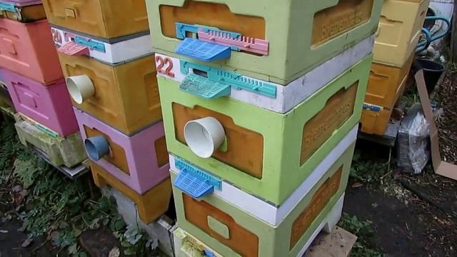 пчелиная ячейка 5,4 мм и 4,9 мм, лечение без лекарств и клещ Варроа - теория и практика 25.12.2024 смотреть онлайн