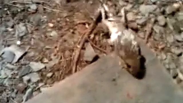 Mouse out of a frap. смотреть онлайн