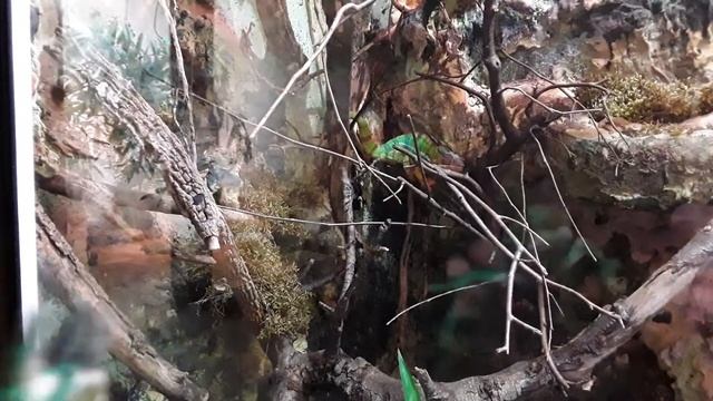 Хамелео посещает рижский зоопарк и пантеровый хамелеон (4 выпуск Рига) смотреть онлайн