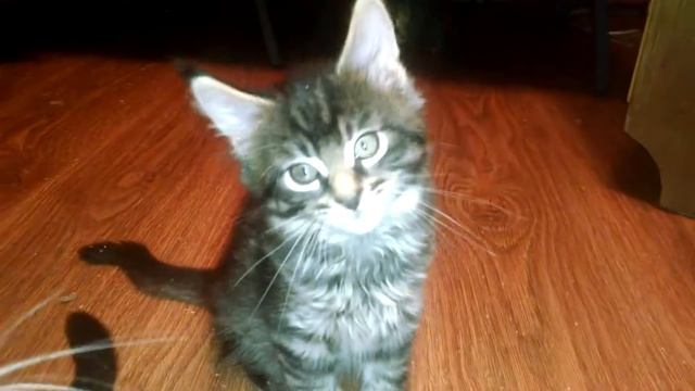 Мейн кун который думает что она собака. Как лают и гавкают котята Мейн-куны смотреть онлайн