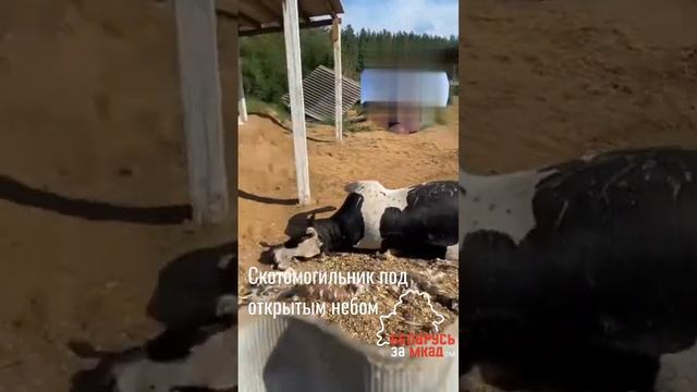 Скотомогильник под открытым небом #belarus #беларусь #минск #гомель #погода #коровы #скот смотреть онлайн