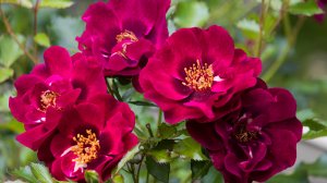 Роза Девил Бэбилон Айз Цветение