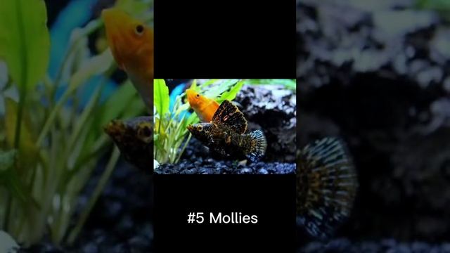 Top Ten Easiest Fish To Breed смотреть онлайн