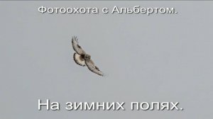 Фотоохота с Альбертом. На зимних полях.