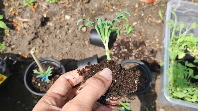 Аргирантемум. Растим штамбовое деревце. Этап 2.