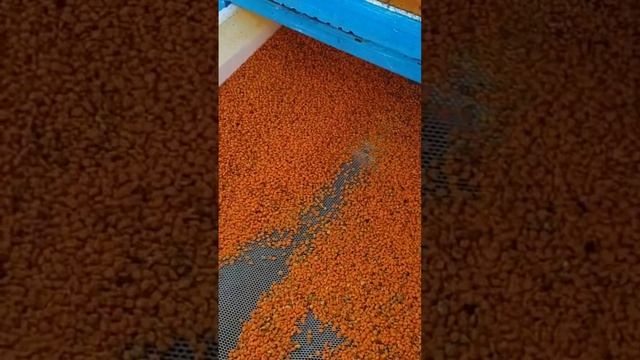 Собираем пыльцу #shorts смотреть онлайн