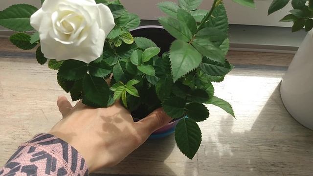 Уход за розой в летний период, как бороться с паутинным  клещом!