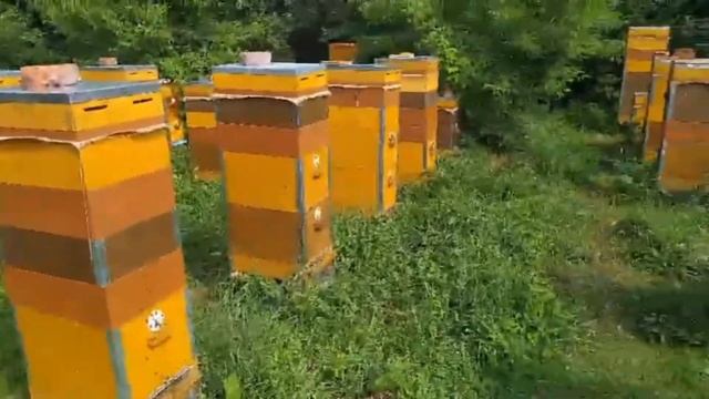 Отзывы покупателей наших пчелопакетов Бакфаст в 2024 году смотреть онлайн