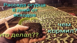 Рассада огурца 8й день #землядел #овощи