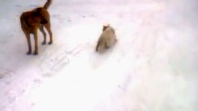 Пес против кошки смотреть онлайн