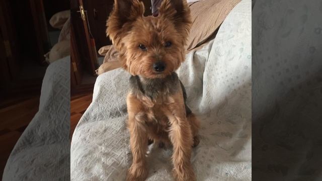 Прогулка с собакой смотреть онлайн