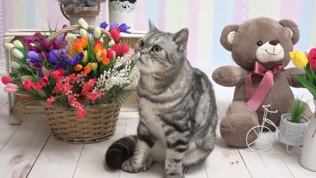 Кот Пиксель ФотоМодель Постоянный клиент Очень любит фоткаться смотреть онлайн