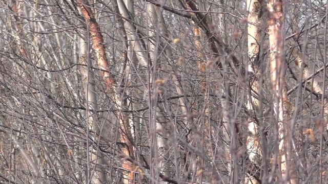 Весна на Кольском. смотреть онлайн