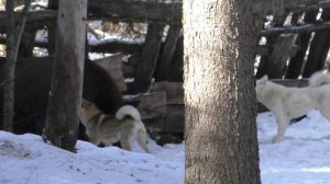 испытания лайки по кабану Пуля и Белла д.1ст