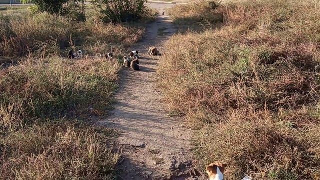Не подходите близко к собакам с щенками, они атакуют! смотреть онлайн