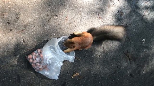 Очень наглая белка смотреть онлайн