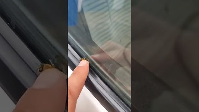 Золотая и добрая пчёлка #сибирь #бакфаст #шортс #shorts #пчёлы #мёд #пчеловодство #пасека #пчелы смотреть онлайн