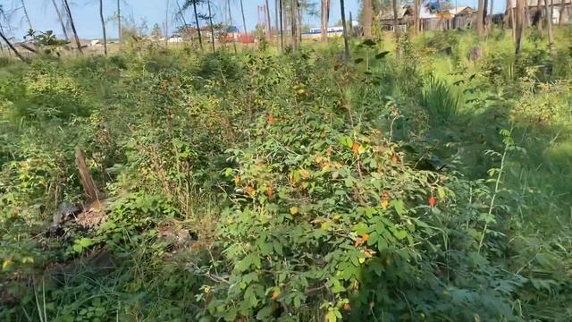 Кэрэ да айылҕа смотреть онлайн