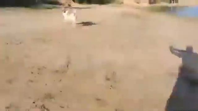 Пёс быстро всё понял смотреть онлайн