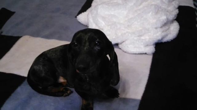 Моя собака хочешь узнать о ней больше ставь лайки и подпишьсь смотреть онлайн