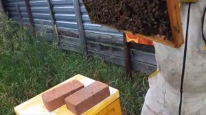 2023 Полный цикл развития июньских отводков Бакфаст с молодыми матками и получение мёда в Сибири