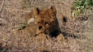 Млекопитающие. Дикий мир 1 сезон 2 серия (документальный сериал, 1999)